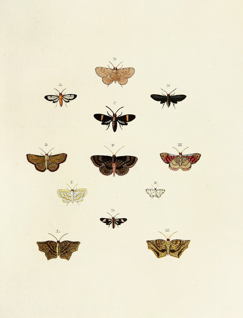 Pieter Cramer - Foreign butterflies occurring in the three continents Asia, Africa and America Pl.162