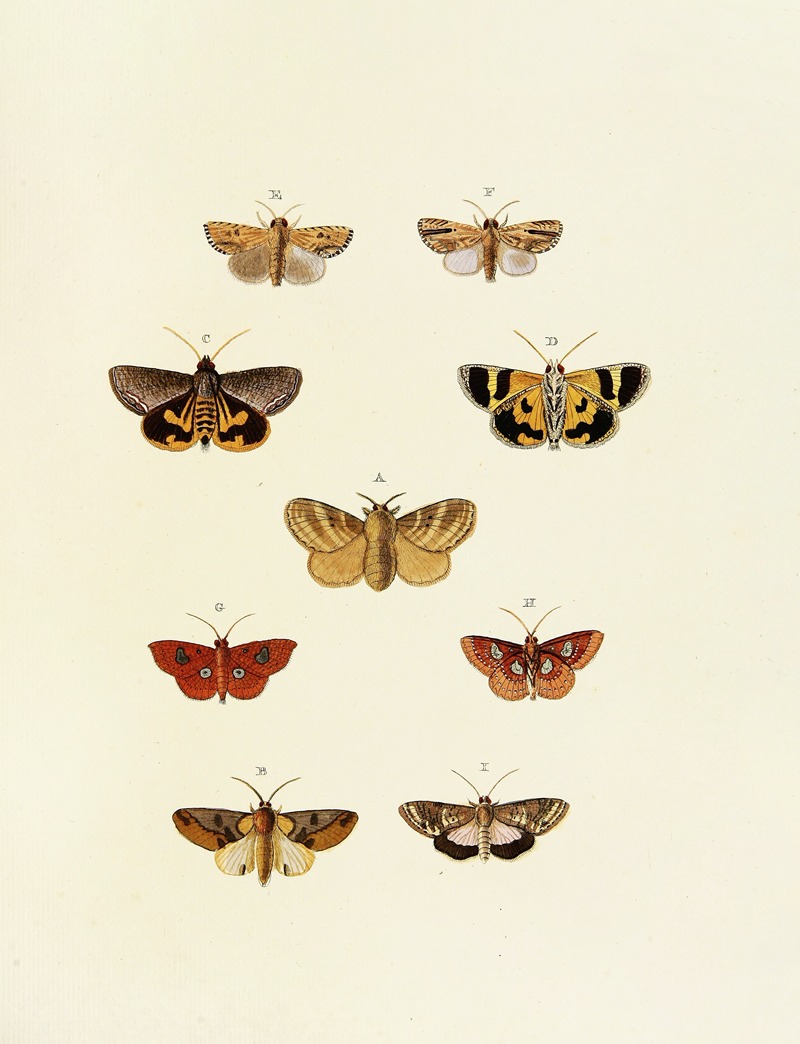 Pieter Cramer - Foreign butterflies occurring in the three continents Asia, Africa and America Pl.163