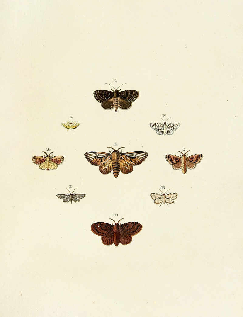 Pieter Cramer - Foreign butterflies occurring in the three continents Asia, Africa and America Pl.164