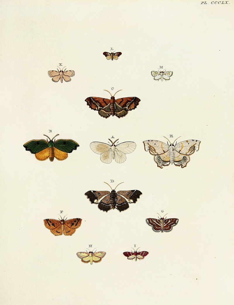 Pieter Cramer - Foreign butterflies occurring in the three continents Asia, Africa and America Pl.165