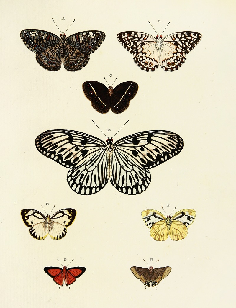 Pieter Cramer - Foreign butterflies occurring in the three continents Asia, Africa and America Pl.167