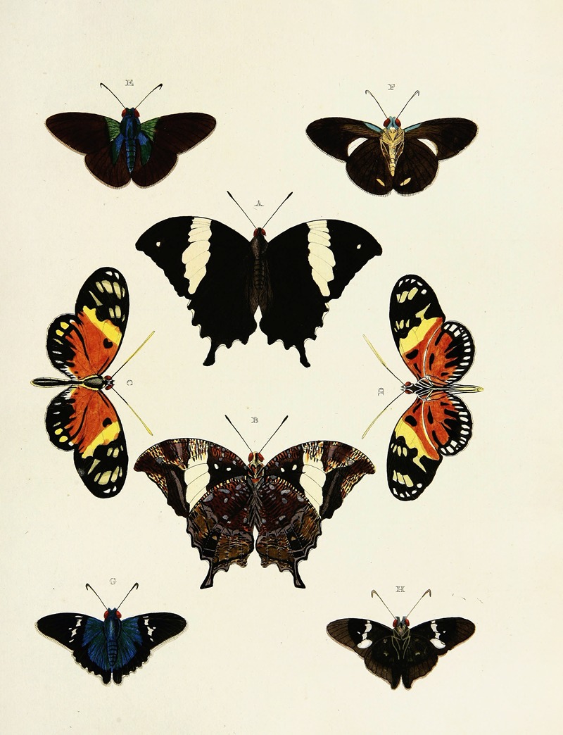 Pieter Cramer - Foreign butterflies occurring in the three continents Asia, Africa and America Pl.169