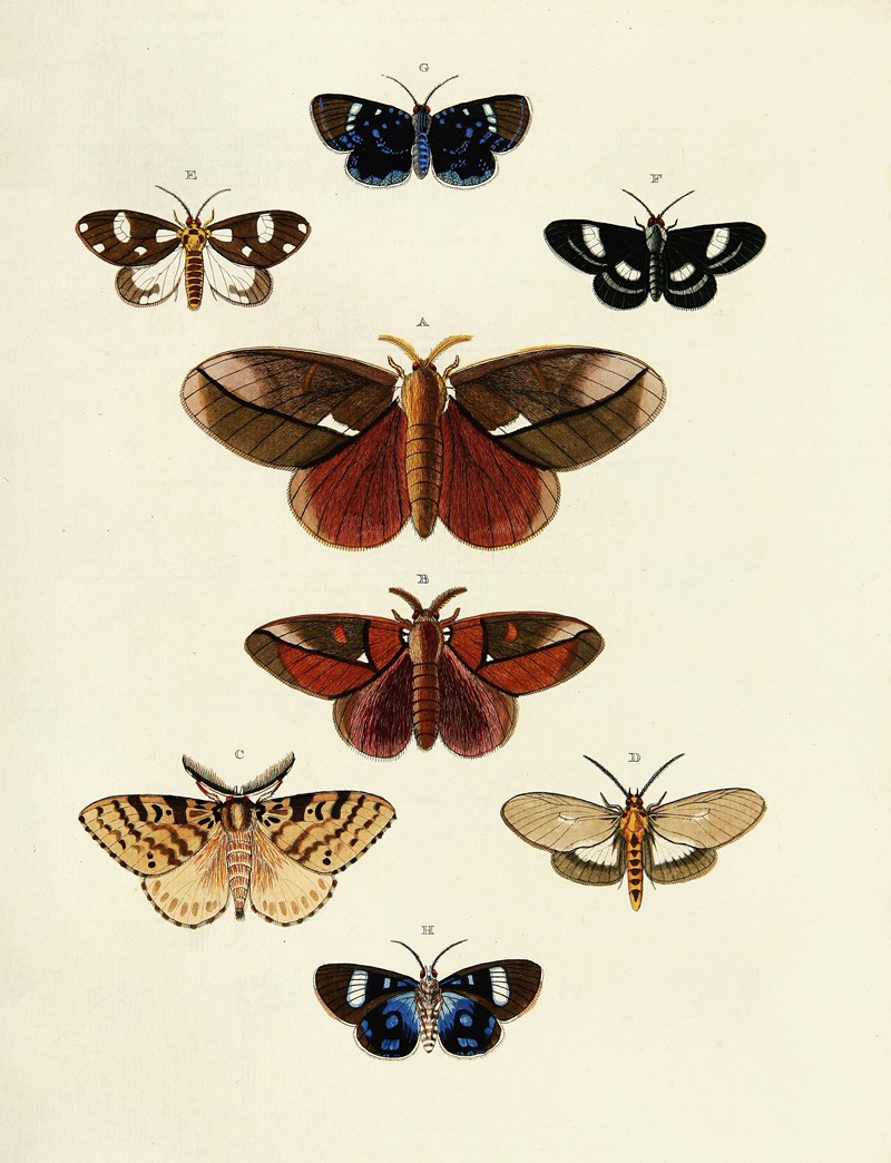 Pieter Cramer - Foreign butterflies occurring in the three continents Asia, Africa and America Pl.174