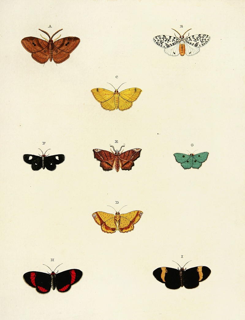 Pieter Cramer - Foreign butterflies occurring in the three continents Asia, Africa and America Pl.175