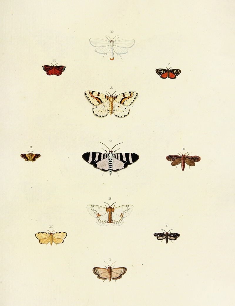 Pieter Cramer - Foreign butterflies occurring in the three continents Asia, Africa and America Pl.177