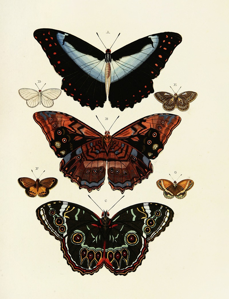 Pieter Cramer - Foreign butterflies occurring in the three continents Asia, Africa and America Pl.178