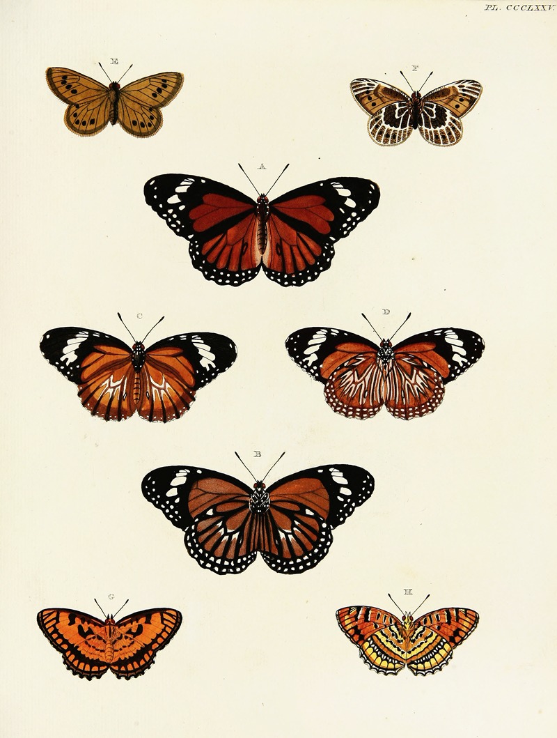 Pieter Cramer - Foreign butterflies occurring in the three continents Asia, Africa and America Pl.180