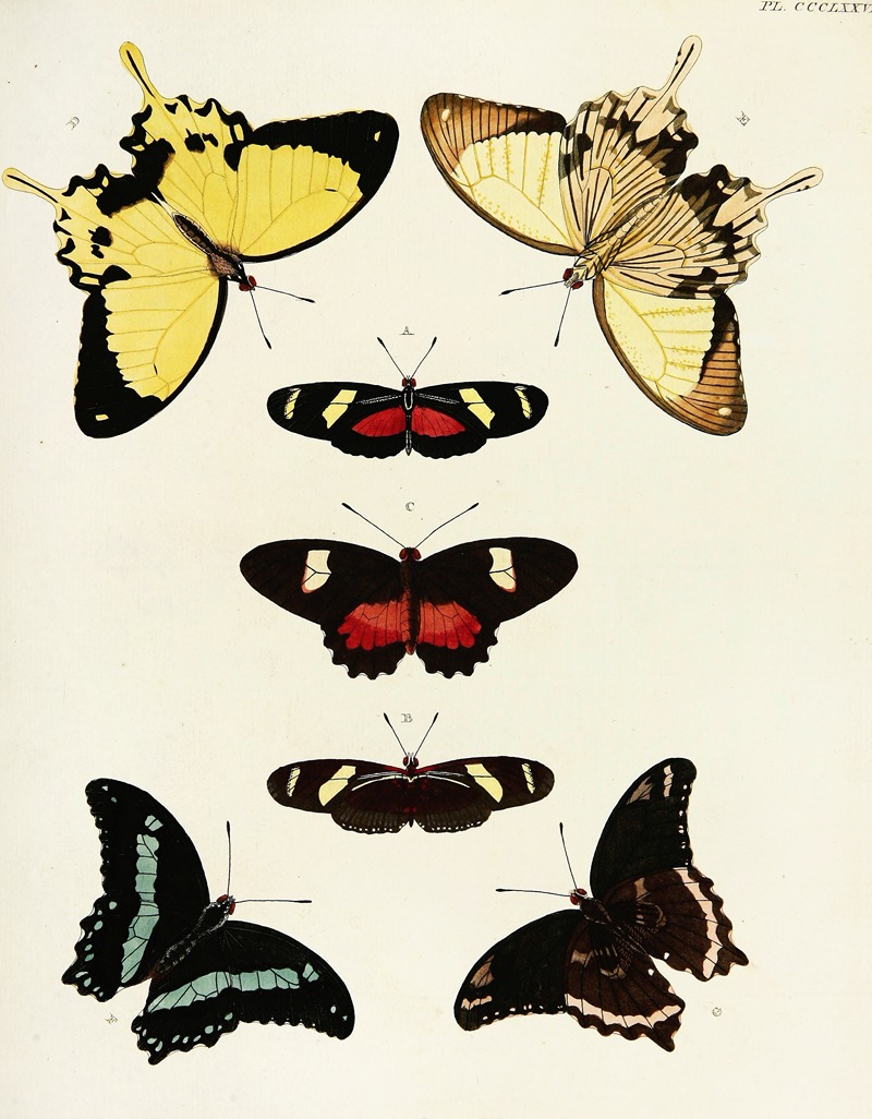 Pieter Cramer - Foreign butterflies occurring in the three continents Asia, Africa and America Pl.183