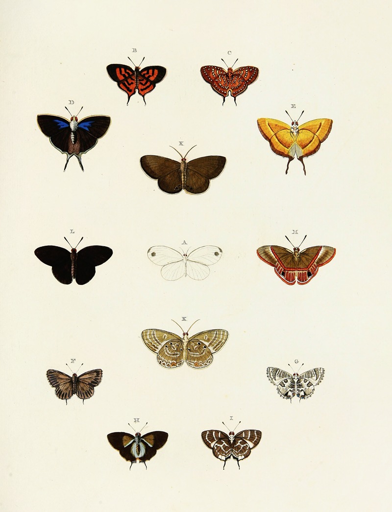 Pieter Cramer - Foreign butterflies occurring in the three continents Asia, Africa and America Pl.184