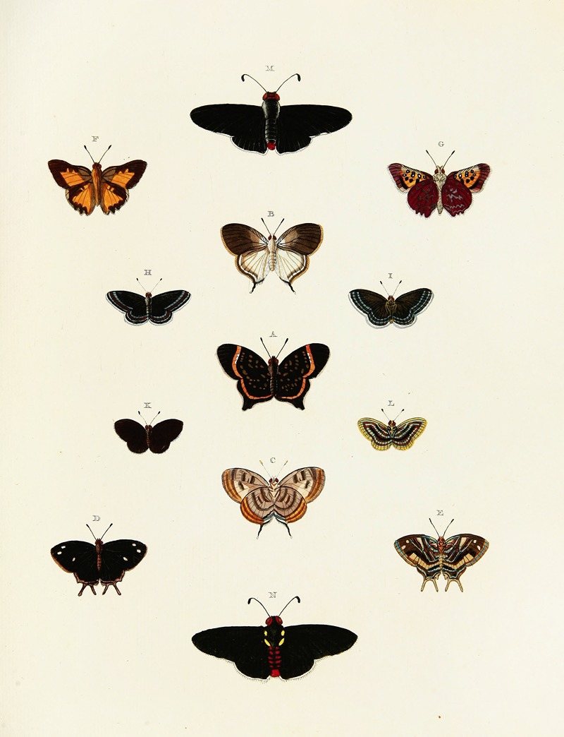 Pieter Cramer - Foreign butterflies occurring in the three continents Asia, Africa and America Pl.185
