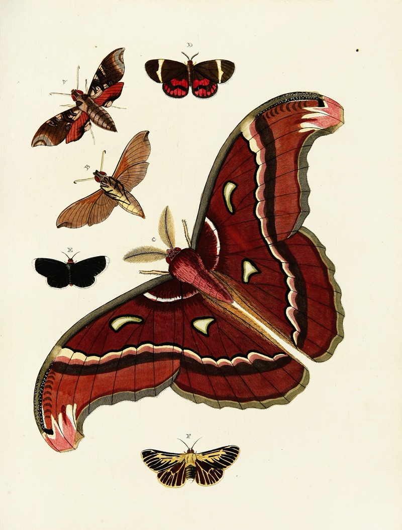 Pieter Cramer - Foreign butterflies occurring in the three continents Asia, Africa and America Pl.186