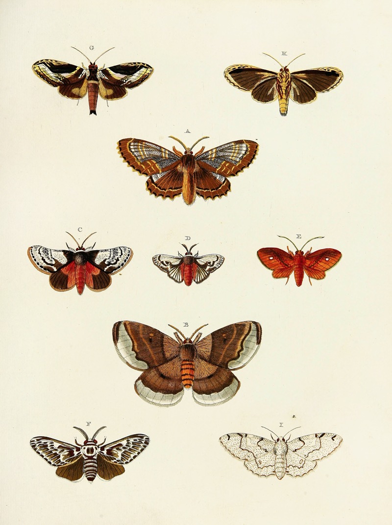 Pieter Cramer - Foreign butterflies occurring in the three continents Asia, Africa and America Pl.188