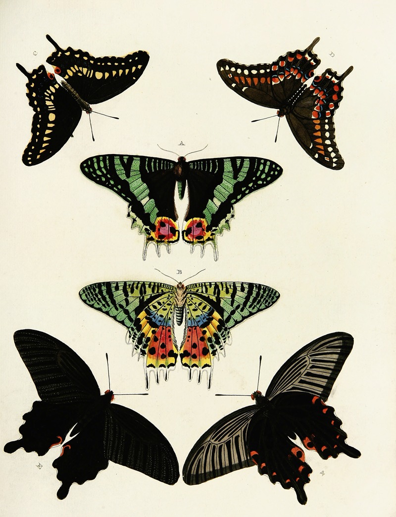 Pieter Cramer - Foreign butterflies occurring in the three continents Asia, Africa and America Pl.190