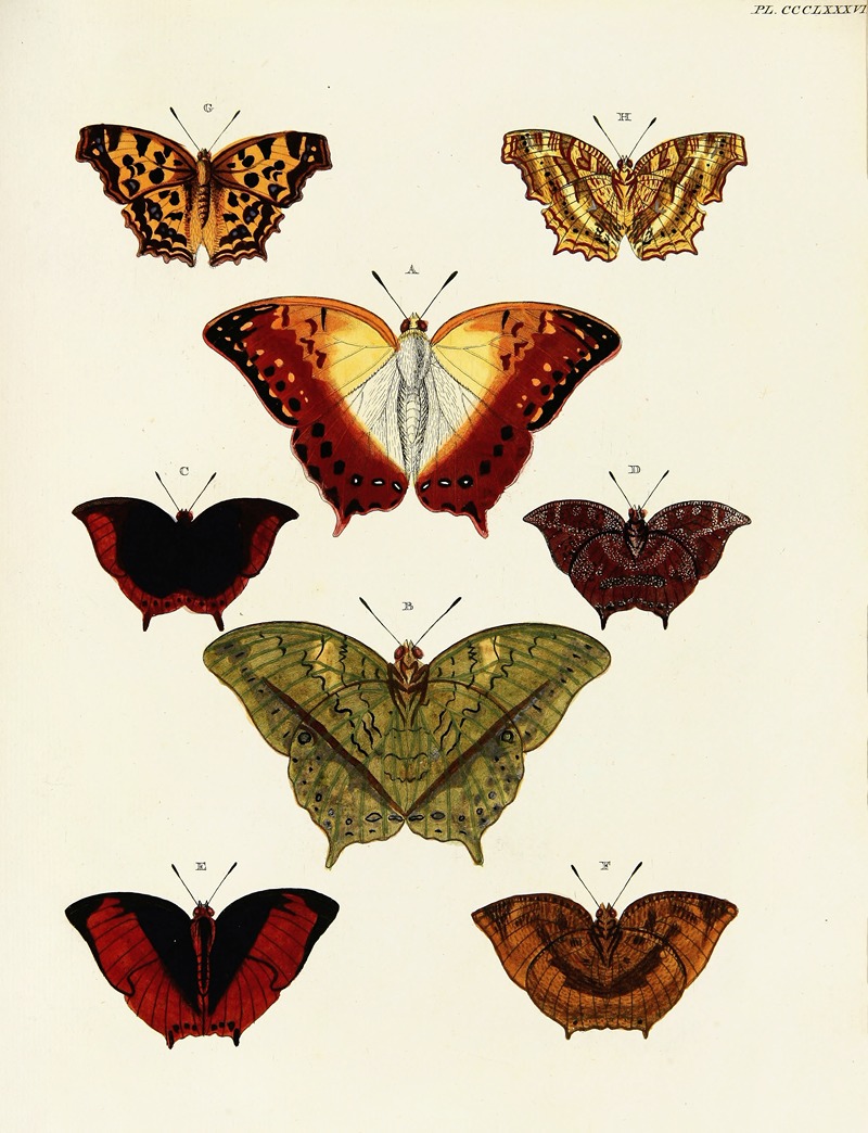 Pieter Cramer - Foreign butterflies occurring in the three continents Asia, Africa and America Pl.193