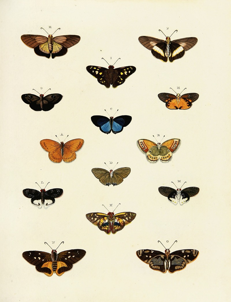 Pieter Cramer - Foreign butterflies occurring in the three continents Asia, Africa and America Pl.196