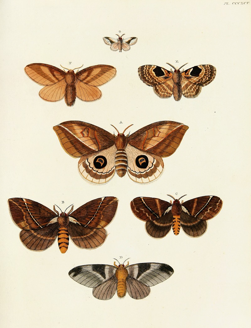 Pieter Cramer - Foreign butterflies occurring in the three continents Asia, Africa and America Pl.200