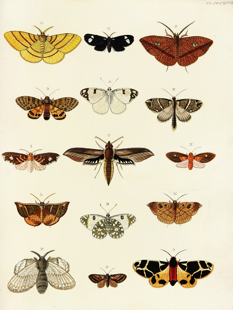 Pieter Cramer - Foreign butterflies occurring in the three continents Asia, Africa and America Pl.202