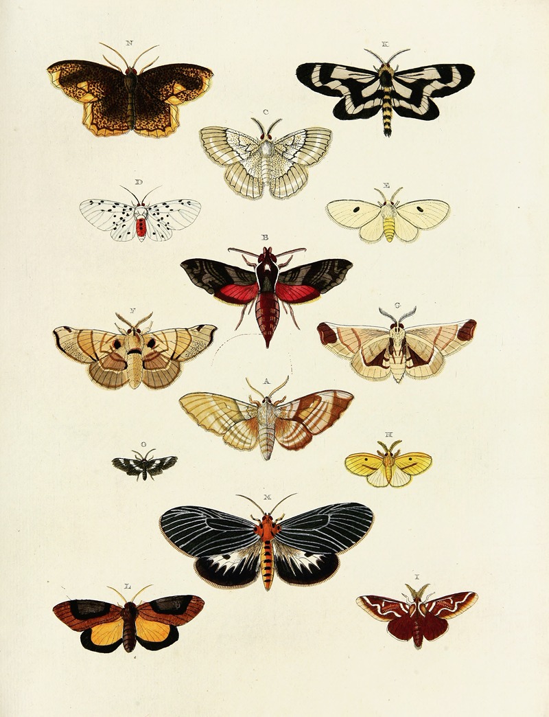 Pieter Cramer - Foreign butterflies occurring in the three continents Asia, Africa and America Pl.203