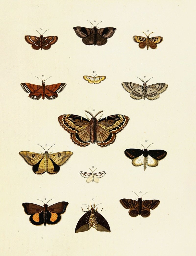 Pieter Cramer - Foreign butterflies occurring in the three continents Asia, Africa and America Pl.204