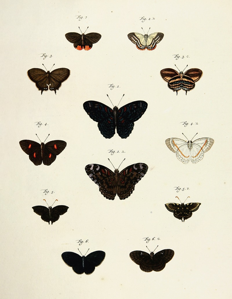 Pieter Cramer - Foreign butterflies occurring in the three continents Asia, Africa and America Pl.210