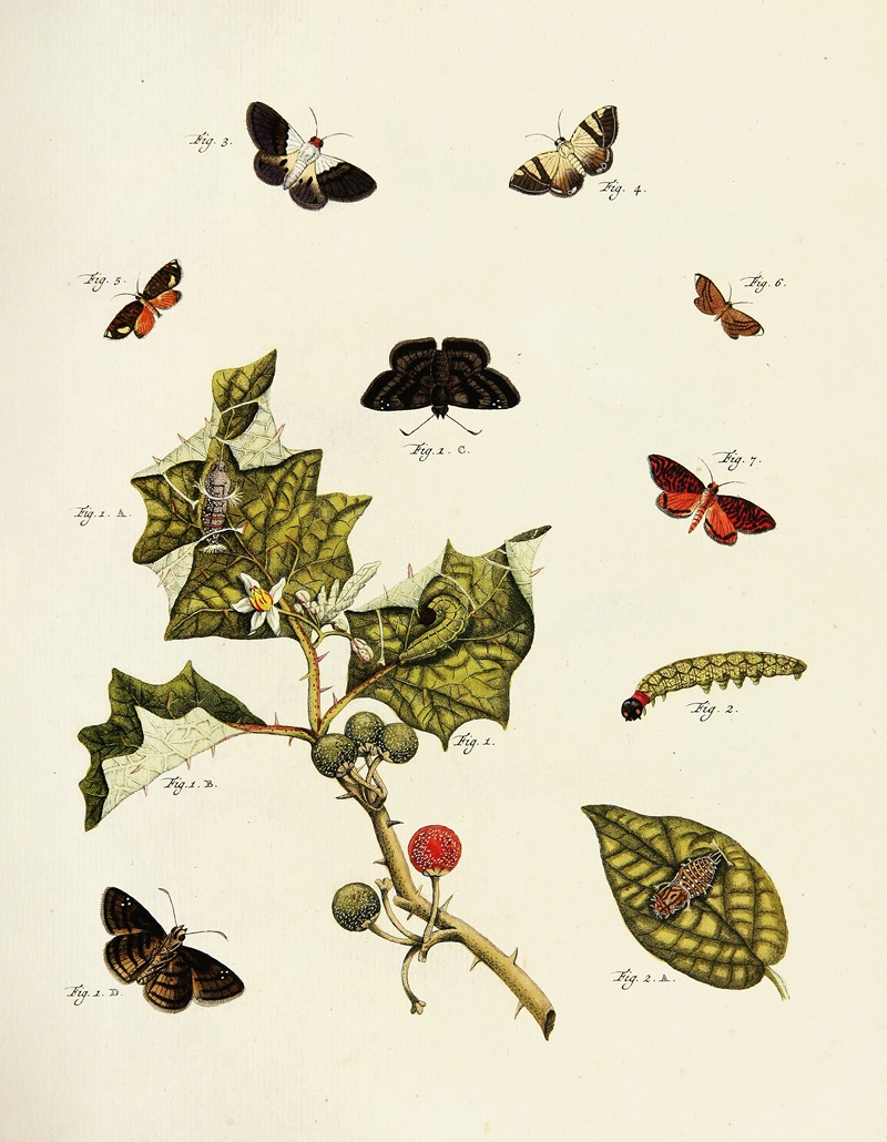 Pieter Cramer - Foreign butterflies occurring in the three continents Asia, Africa and America Pl.213