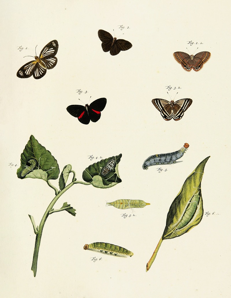 Pieter Cramer - Foreign butterflies occurring in the three continents Asia, Africa and America Pl.214