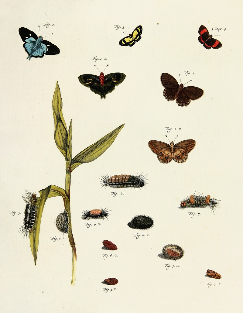 Pieter Cramer - Foreign butterflies occurring in the three continents Asia, Africa and America Pl.218