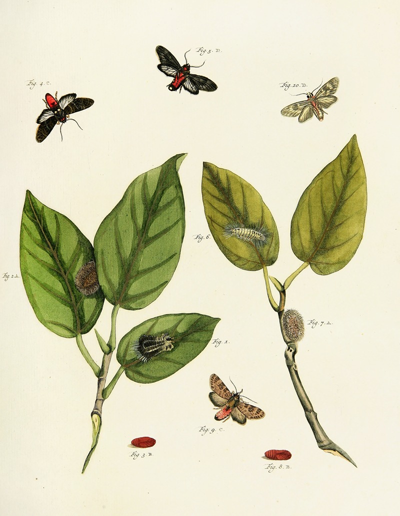 Pieter Cramer - Foreign butterflies occurring in the three continents Asia, Africa and America Pl.219