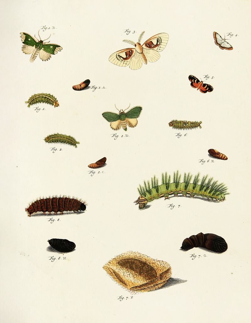 Pieter Cramer - Foreign butterflies occurring in the three continents Asia, Africa and America Pl.221