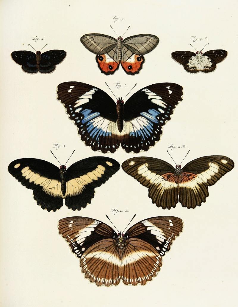 Pieter Cramer - Foreign butterflies occurring in the three continents Asia, Africa and America Pl.231
