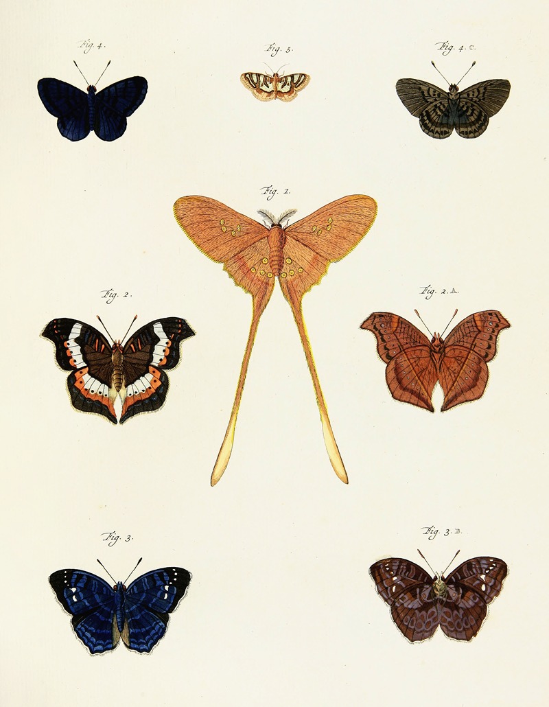 Pieter Cramer - Foreign butterflies occurring in the three continents Asia, Africa and America Pl.232