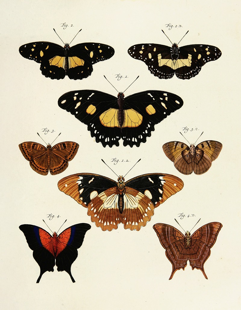 Pieter Cramer - Foreign butterflies occurring in the three continents Asia, Africa and America Pl.234
