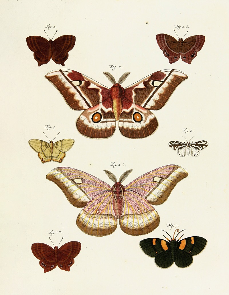 Pieter Cramer - Foreign butterflies occurring in the three continents Asia, Africa and America Pl.236