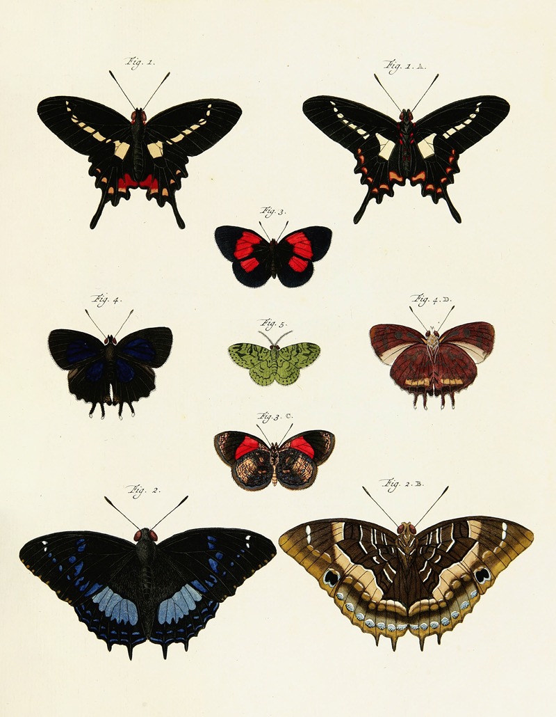 Pieter Cramer - Foreign butterflies occurring in the three continents Asia, Africa and America Pl.237