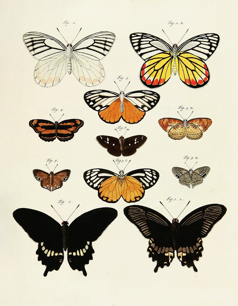 Pieter Cramer - Foreign butterflies occurring in the three continents Asia, Africa and America Pl.238