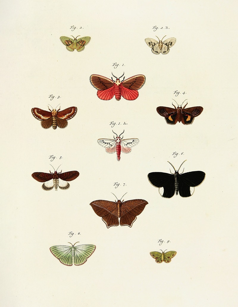 Pieter Cramer - Foreign butterflies occurring in the three continents Asia, Africa and America Pl.239