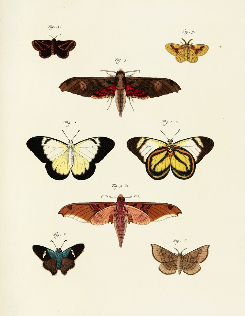 Pieter Cramer - Foreign butterflies occurring in the three continents Asia, Africa and America Pl.240