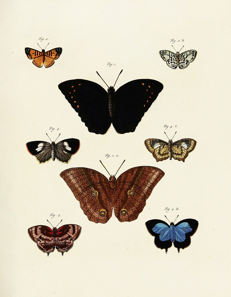 Pieter Cramer - Foreign butterflies occurring in the three continents Asia, Africa and America Pl.242