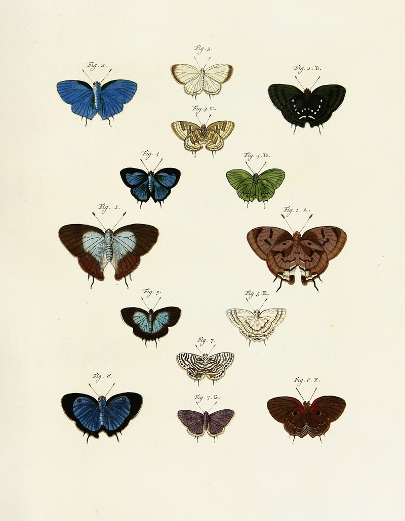 Pieter Cramer - Foreign butterflies occurring in the three continents Asia, Africa and America Pl.243