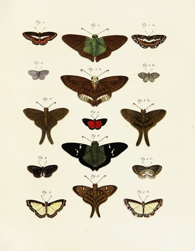 Pieter Cramer - Foreign butterflies occurring in the three continents Asia, Africa and America Pl.244