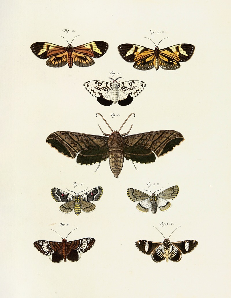 Pieter Cramer - Foreign butterflies occurring in the three continents Asia, Africa and America Pl.245