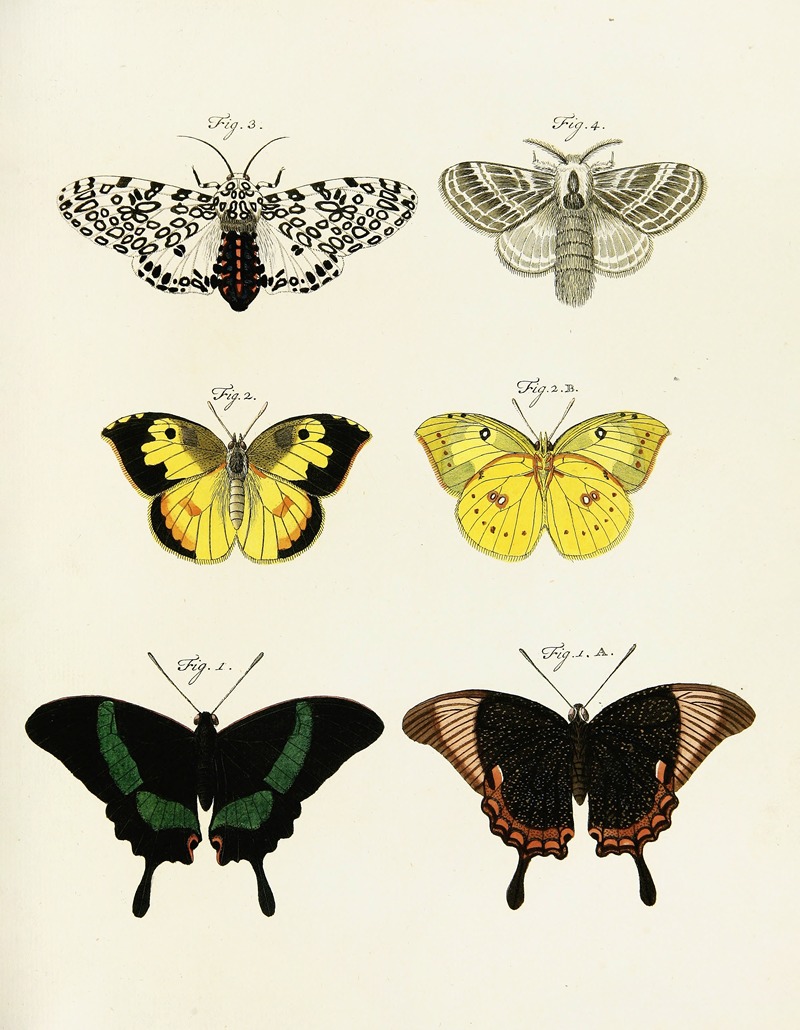 Pieter Cramer - Foreign butterflies occurring in the three continents Asia, Africa and America Pl.246
