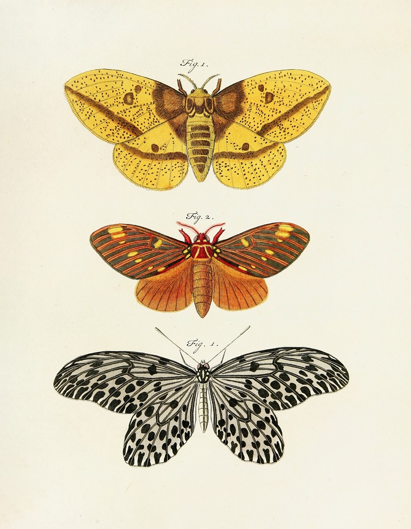 Pieter Cramer - Foreign butterflies occurring in the three continents Asia, Africa and America Pl.247