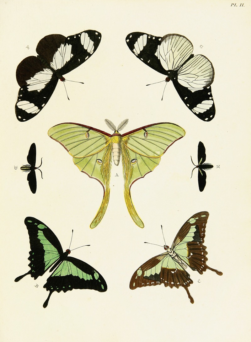 Pieter Cramer - Foreign butterflies occurring in the three continents Asia, Africa and America Pl.249