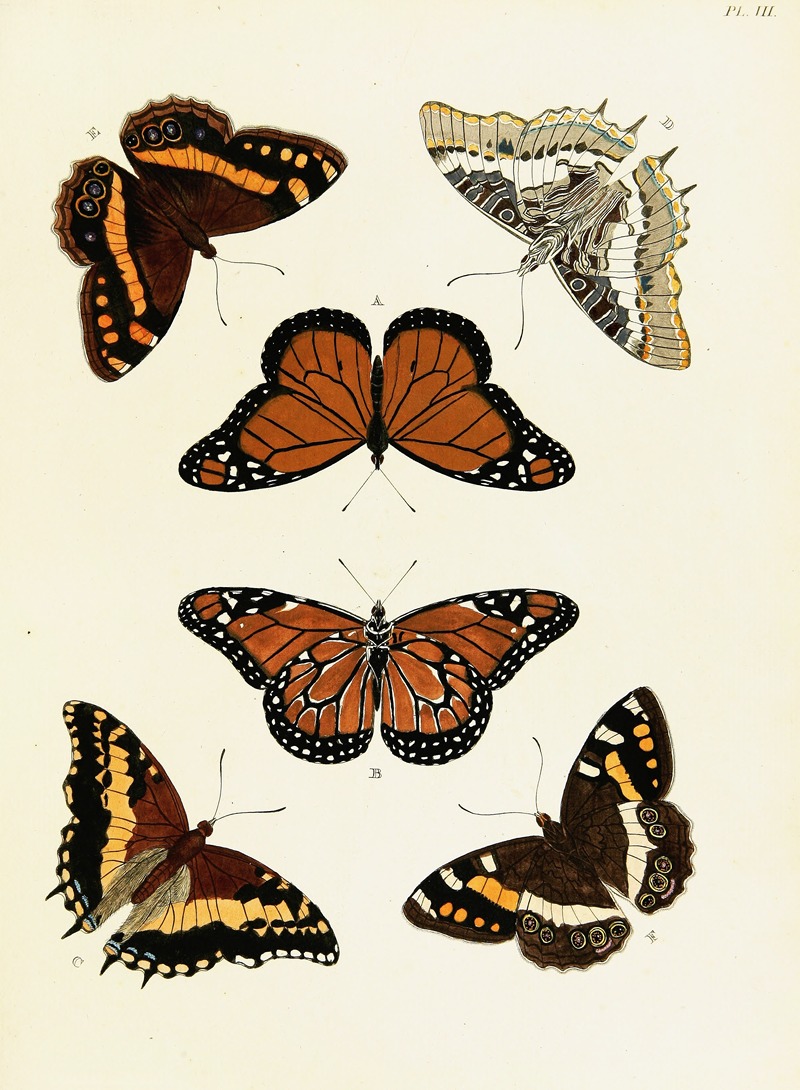Pieter Cramer - Foreign butterflies occurring in the three continents Asia, Africa and America Pl.250