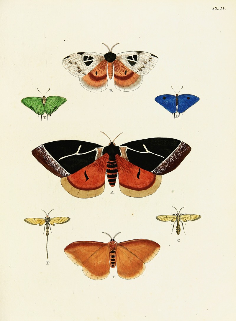Pieter Cramer - Foreign butterflies occurring in the three continents Asia, Africa and America Pl.251