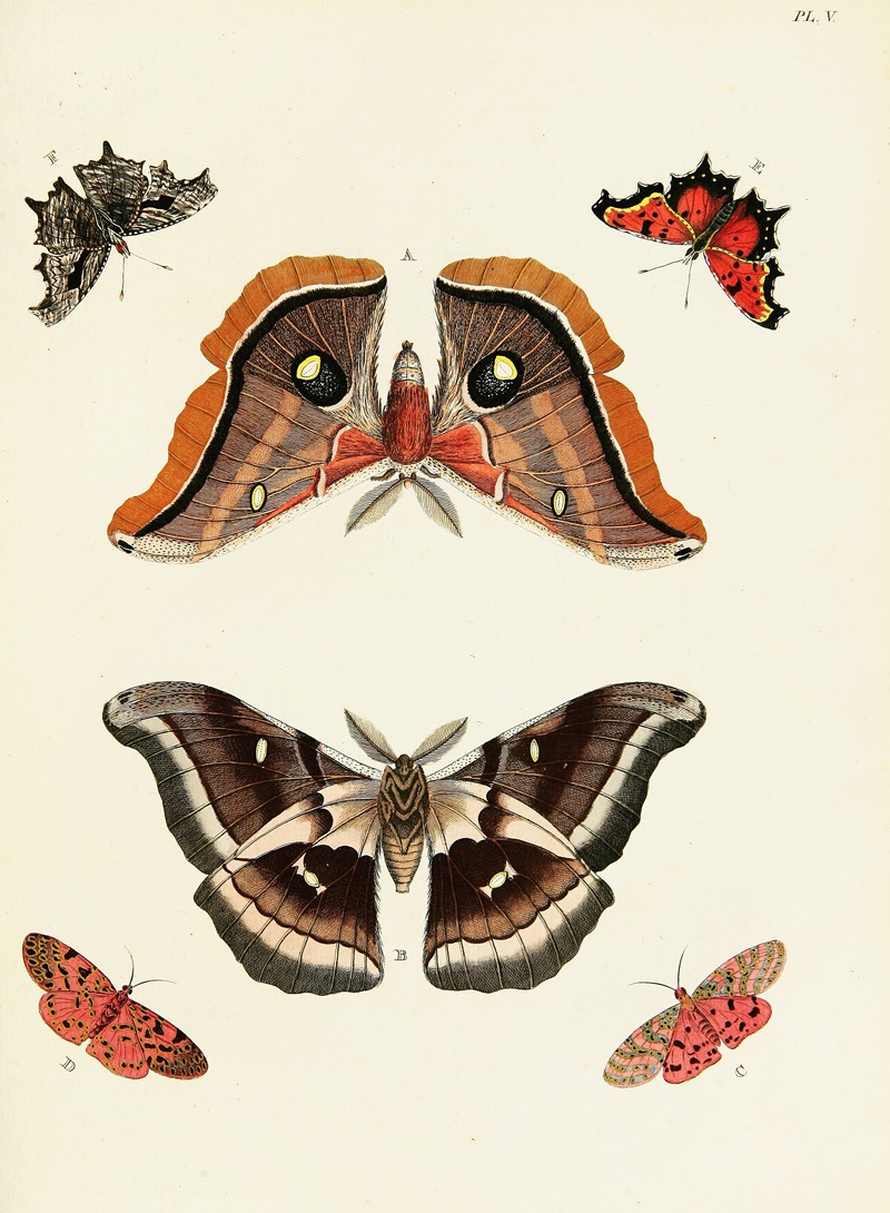 Pieter Cramer - Foreign butterflies occurring in the three continents Asia, Africa and America Pl.252