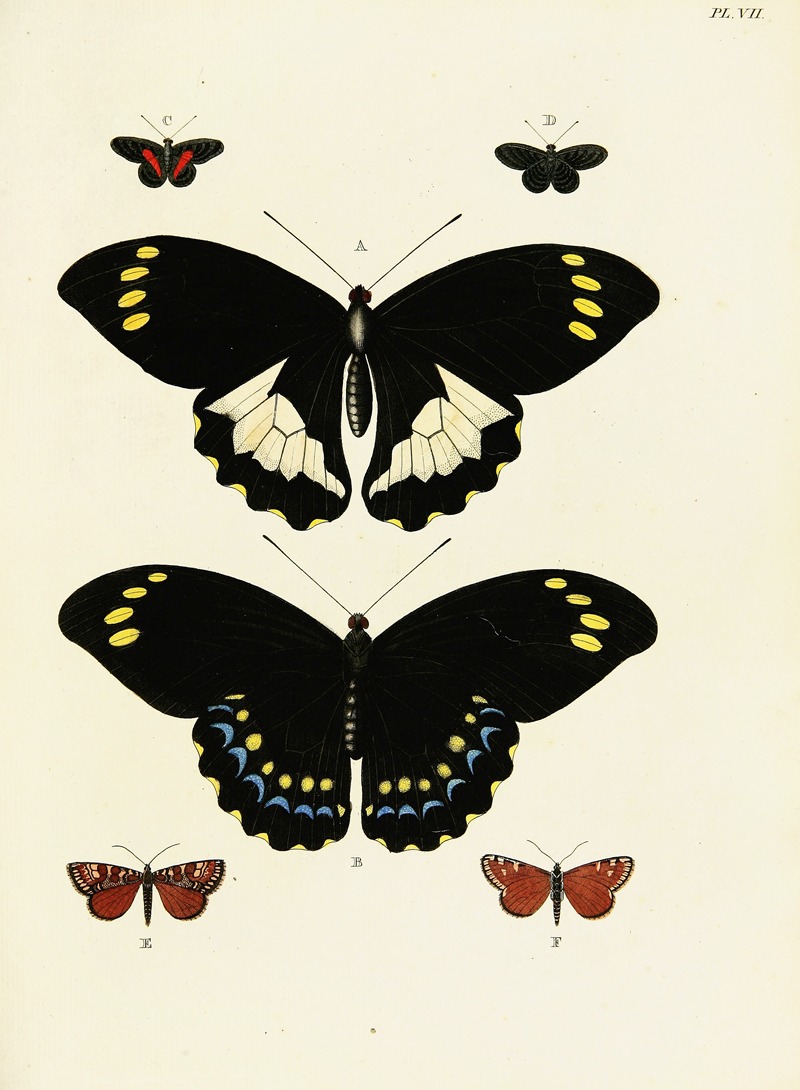 Pieter Cramer - Foreign butterflies occurring in the three continents Asia, Africa and America Pl.254