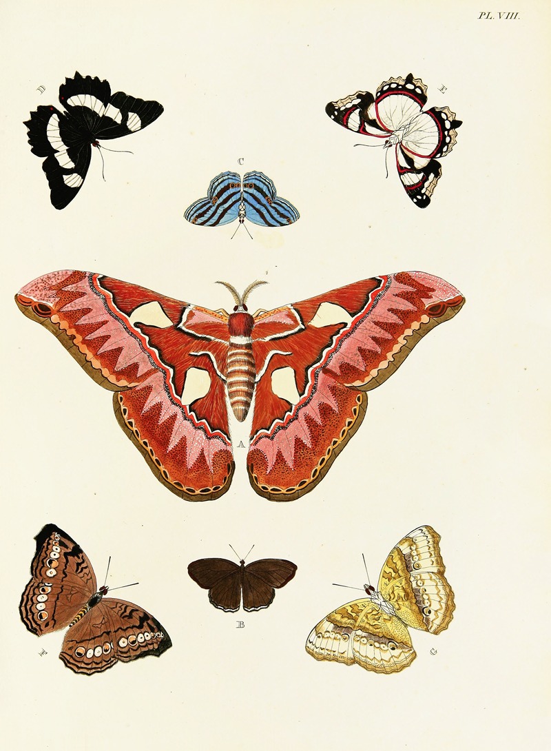 Pieter Cramer - Foreign butterflies occurring in the three continents Asia, Africa and America Pl.255