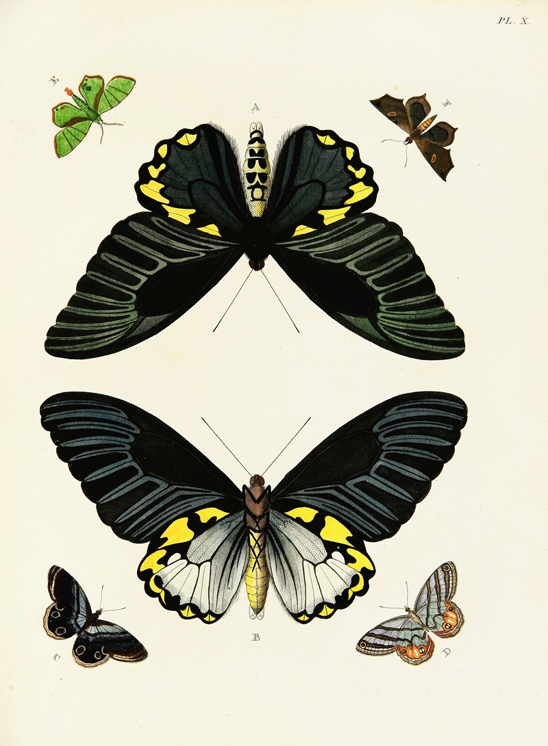 Pieter Cramer - Foreign butterflies occurring in the three continents Asia, Africa and America Pl.257